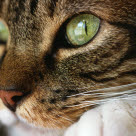 Lähikuva kissan kasvoista ja silmistä.