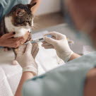 Eläinlääkäri mittaa kissan ruuminlämpöä.