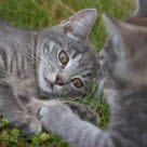 Kaksi kissaa makoilevat ruohikolla.