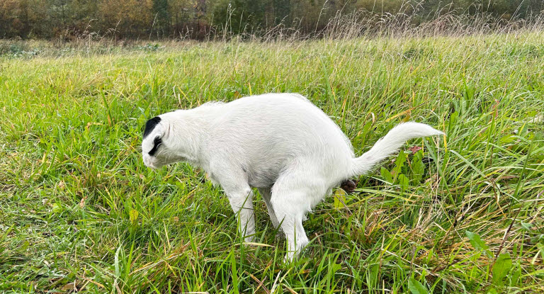 Koira kakkaa pellolla.