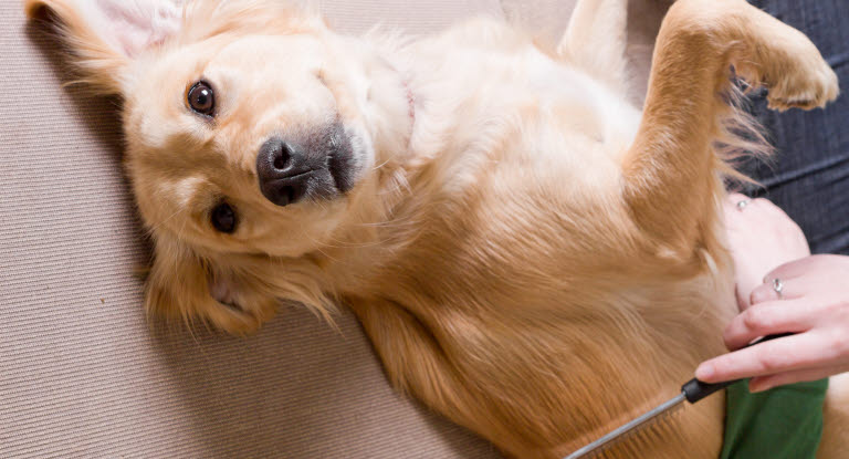 Omistaja harjaa selälläänmakaavaa koiraa.