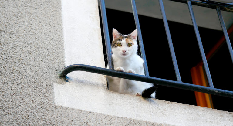 Kissa katsoo alas parvekkeelta