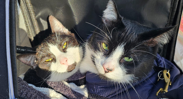 Kissa matkustaa repussa