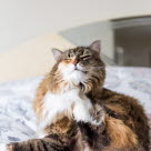 Kissa rapsuttaa itseään sängyllä.