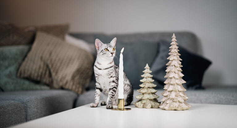 Kissa voi aiheuttaa itselleen tai kodille vahinkoa, jos se osuu kynttilään.