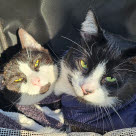 Kissa matkustaa repussa