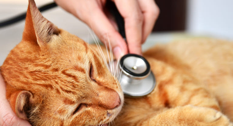 Eläinlääkäri kuuntelee kissan sydäntä stetoskoopilla.