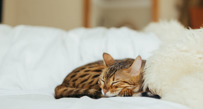 Kissa nukkuu sohvalla.