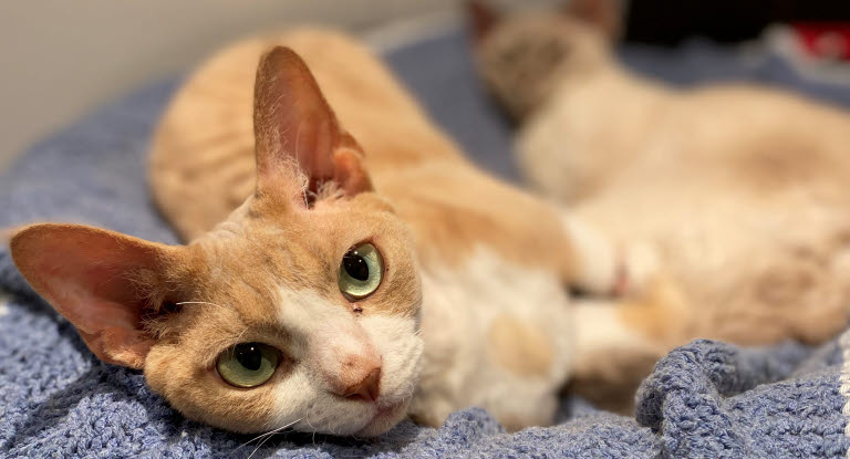 Kissa makoilee sängyllä