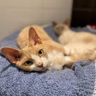 Kissa makoilee sängyllä