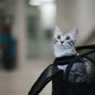 Kissa kuljetuskopassa.