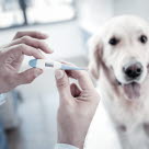 Eläinlääkäri mittaa koiran lämpötilaa