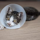 Kissa, jolla on kauluri, makaa lattialla.