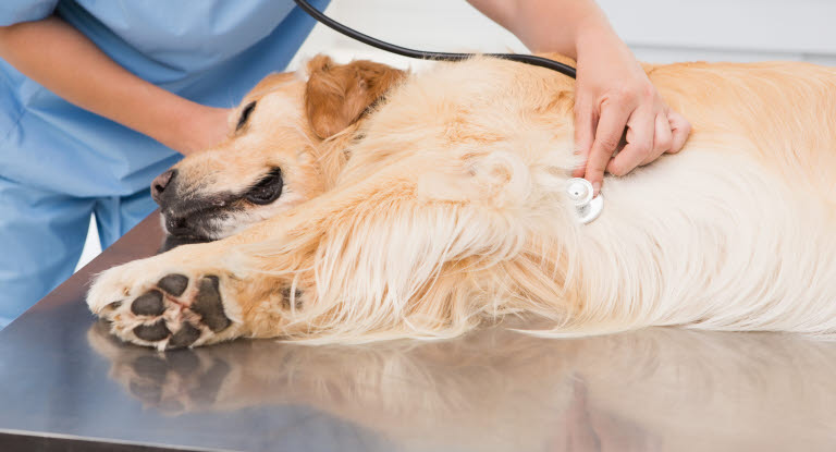 Lääkäri kuuntelee koiran sydämenlyöntejä