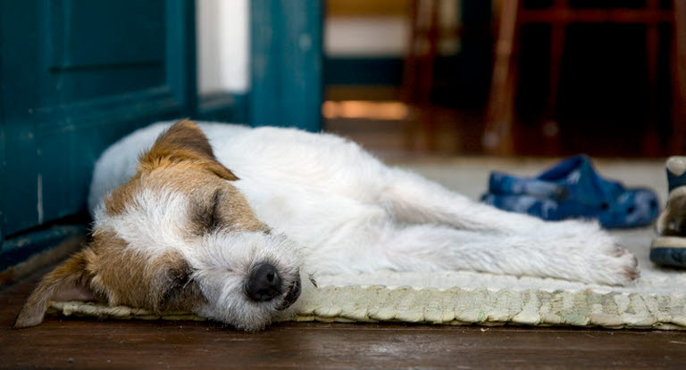 Koira makaa sohvalla.