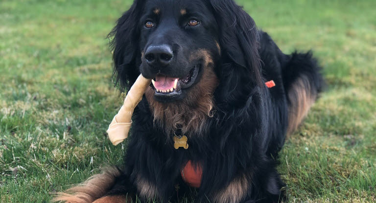 Koira syö puruluuta ja makaa nurmikolla