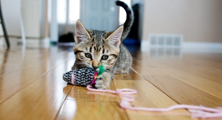 Kissa, joka aktivoituu