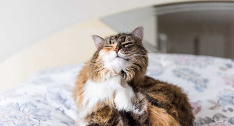 Kissa rapsuttaa itseään sängyllä.