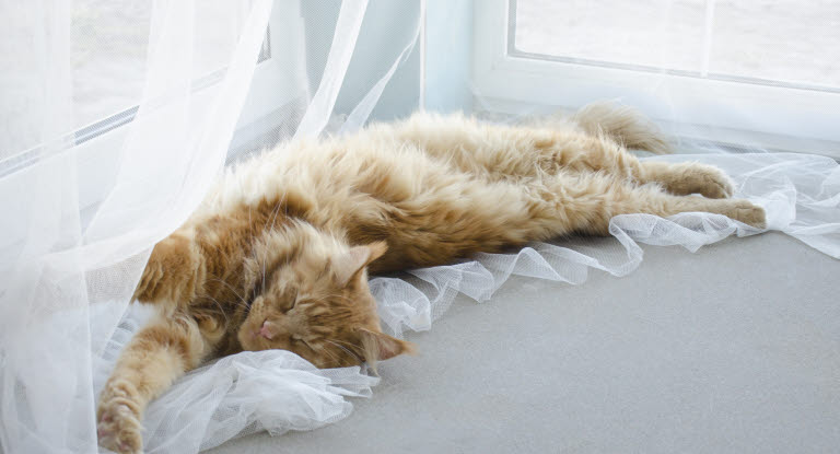 Kissa makoilee ikkunan luona
