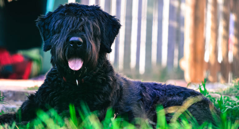 Musta koira läähättää nurmikolla..