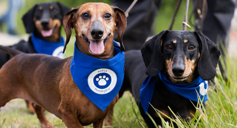 Kolme mäyräkoiraa osallistumassa Agria Koirakävelylle