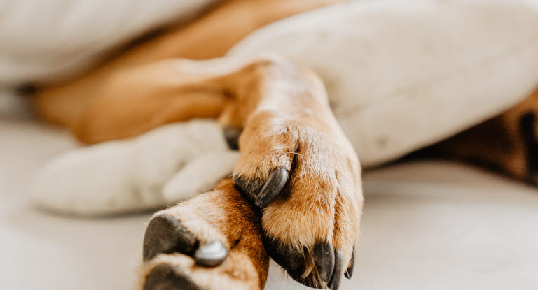 Vaalea koira makaa sängyllä peiton alla.