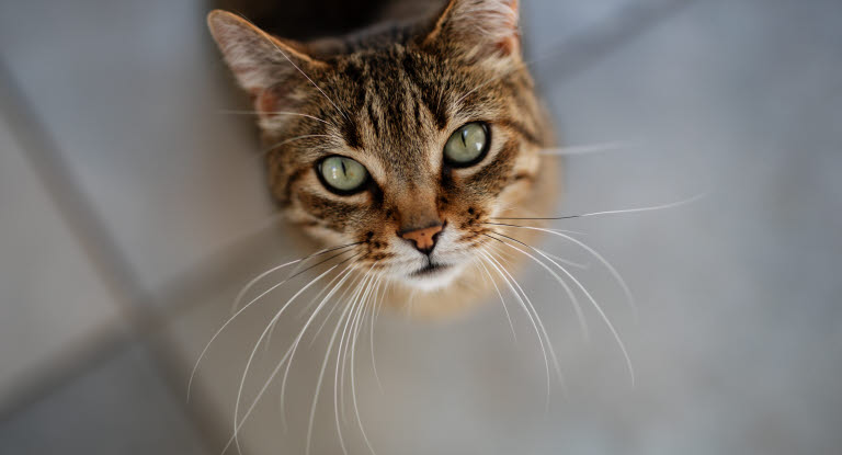 Kissa katsoo ylöspäin