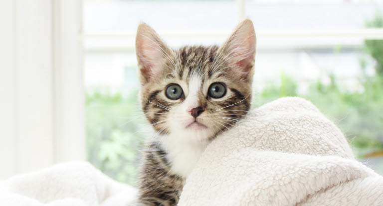 Kissanpentu peiton alla ikkunan luona