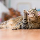 Kissa pesee itseään