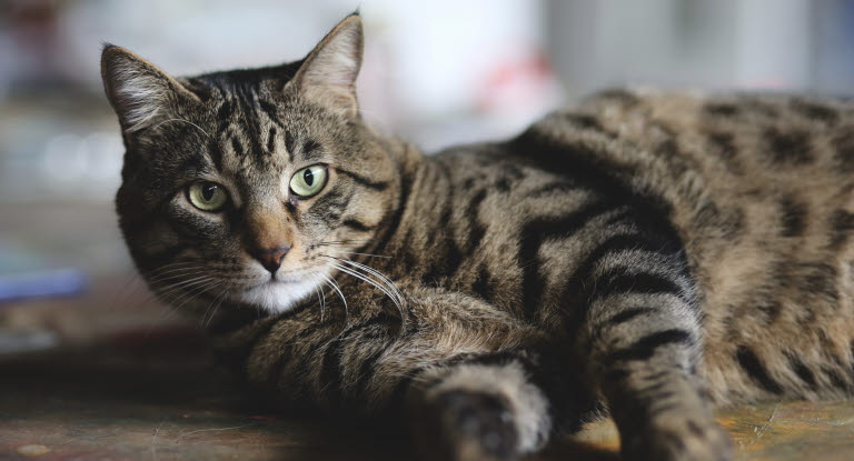 Kissa makaa kyljellään lattialla