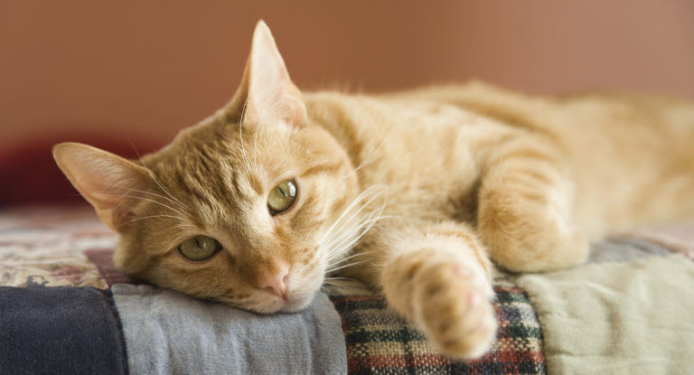 Kissa makaa viltin päällä