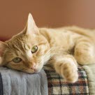 Kissa makaa viltin päällä