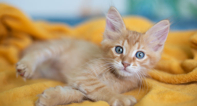 Oranssi kissanpentu viltin päällä.