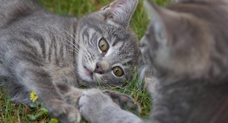 Kaksi kissaa makoilevat ruohikolla.