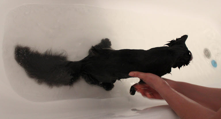 Kissa kylpyammeessa.