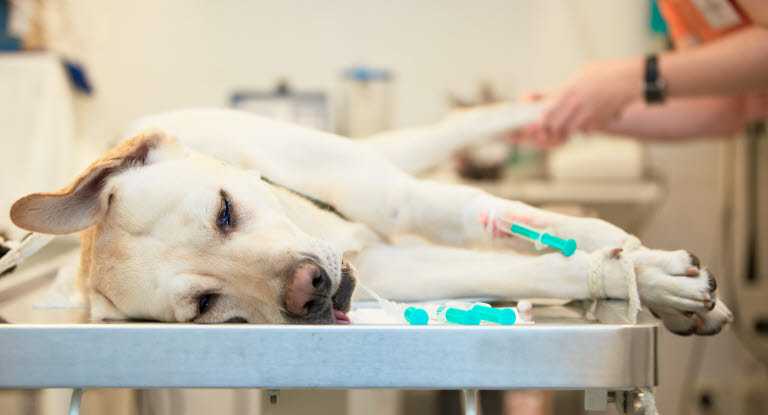 Koira leikkaussalissa.