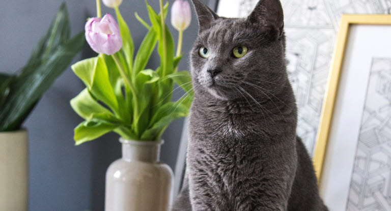 Kissa istuu pöydällä tulppaanien vieressä.