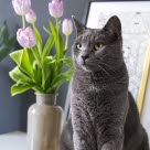 Kissa istuu pöydällä tulppaanien vieressä.