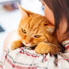 kissa omistajan sylissä