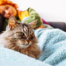 kissa piileskelee pesässä.