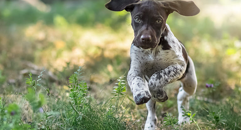 Koiranpentu juoksee nurmikolla.
