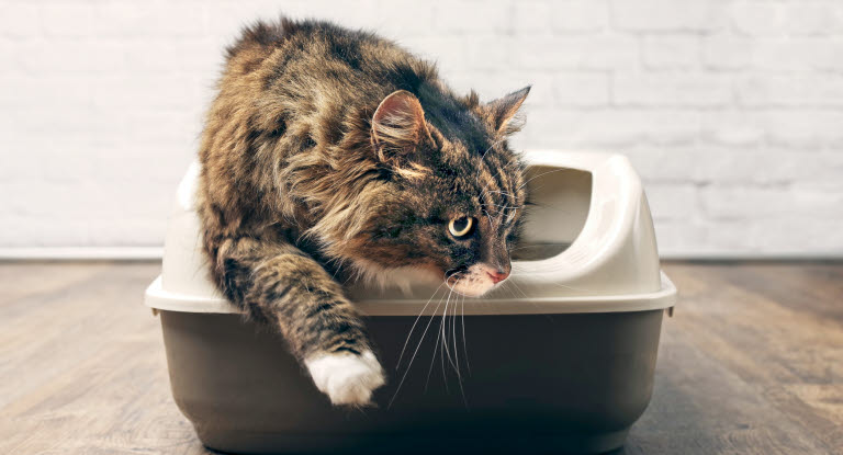 Kissa hiekkalaatikossa