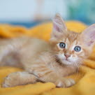 Oranssi kissanpentu viltin päällä.