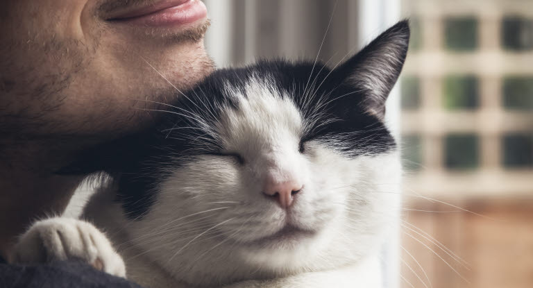 Kissavakuutus jokaiselle kissalle