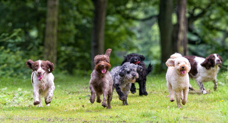 Kuusi koiraa juoksee pihalla.