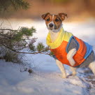 Jackrusselinterrieri talvitakki päällä.