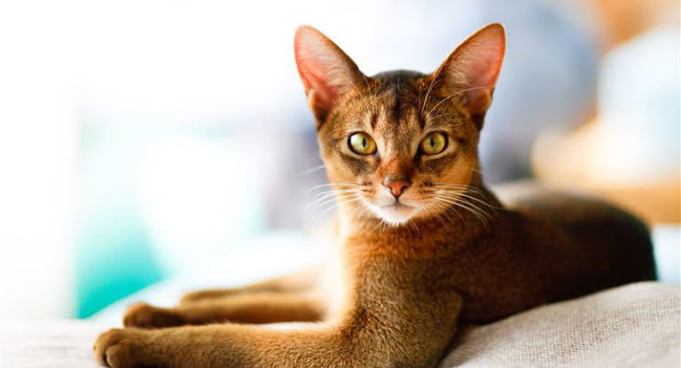 kissa makaa sohvalla