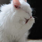 Kissa pesee tassuaan