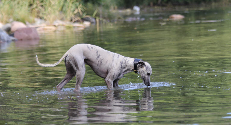 Harmaa koira kävelee vedessä