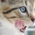 Kissa nuolee suupieliään